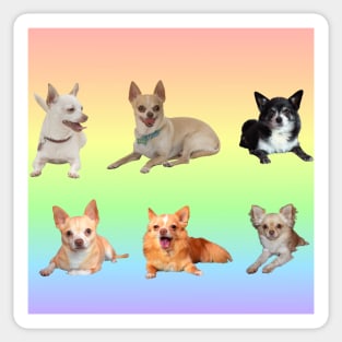 Reyes Chihuahuas With Pastel Background Sticker